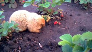 Сурок ест клубнику