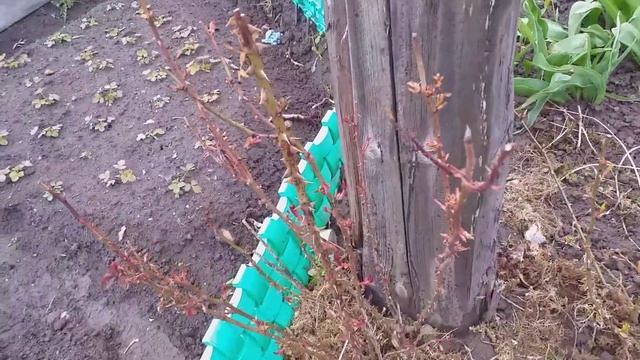 Цветники и клубника. смотреть онлайн