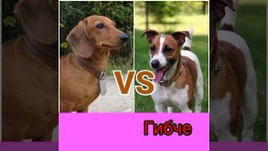 Такса против джек-рассела: кто победит? Animals VS