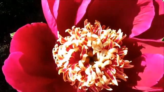 Миднайт Сан. Пион с японской формой цветка смотреть онлайн