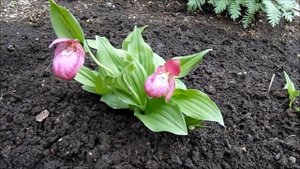 ВЕНЕРИНЫ БАШМАЧКИ В САДУ