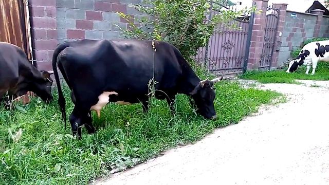 Алатауская Голштинская.Породы коров
