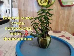 Бонсай маме из Мирта стиль полукаскад часть 3