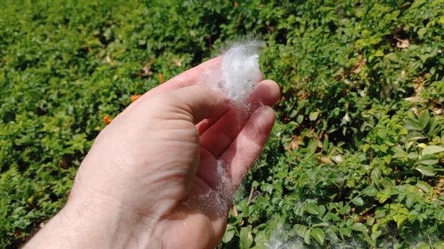 Розовое шёлковое дерево смотреть онлайн