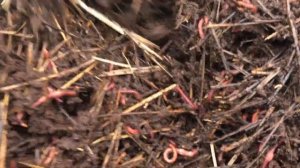 Разведение червя. Весенняя яйцекладка в буртах на улице. 26.03.2019 г.