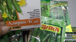 А если гнили?  Алирин - био защита огурца.