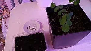 Белая Акация. Как Вырастить из Семян. Медонос.