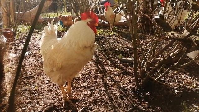 Куры доедают зерно, петухи кукарекают... Все живут своей жизни