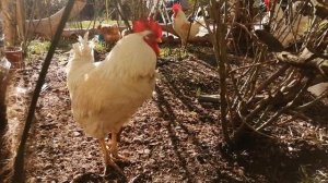 Куры доедают зерно, петухи кукарекают... Все живут своей жизни