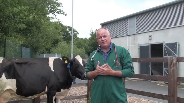 Heat stress in cattle смотреть онлайн