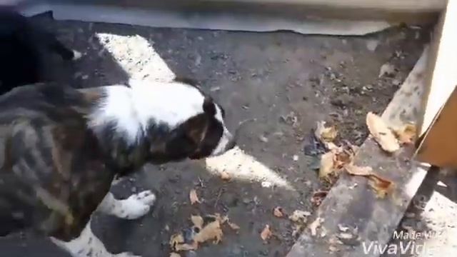 Алабай 6 месяцев., и дворняга фроська смотреть онлайн