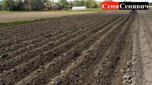 Довсходовая междурядная обработка картофеля окучниками и ежами, два в одном... минитрактор SHIFENG
