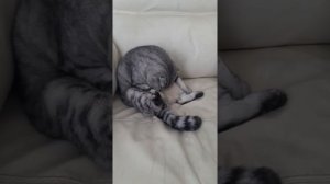Если времечко придет, Грейси лижет свой живот!