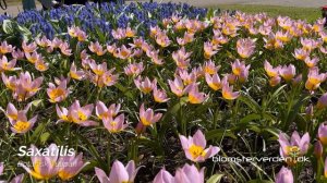 Tulipan ‘Saxatilis’ - Blomsterverden.dk