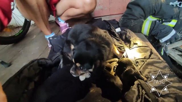 Шумилинские спасатели помогли хозяйке дома достать из под пола щенят смотреть онлайн