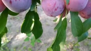 Слива китайская сорт Аленушка