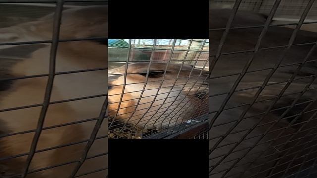 кормили Ламу смотреть онлайн