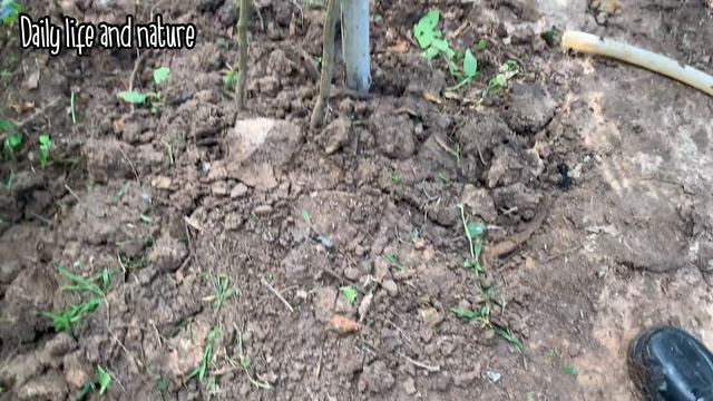 How To Grow Pomelo Tree at Home / Growing Pomelo Fruit Tree / Daily Life and Nature