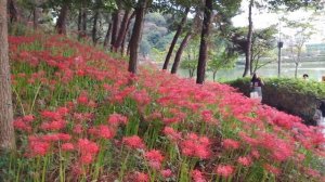 South Korea Gwangju Seo-gu GWANGU  SOUTH KOREA LAKE PARK FLOWER SITE  VISIT !! 4K