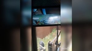 Двойное проникновение, или камера на вилы