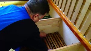 Заселение Апидомика, пчелы спасут мир от пандемии