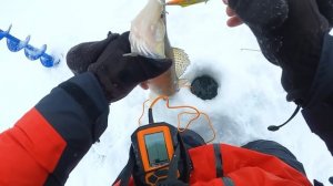 ЛОВИМ СУДАКА НА ВИБЫ с МНОГОКРАТНЫМ ЧЕМПИОНОМ МИРА по ловле рыбы со льда