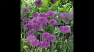 PURPLE  ALLIUM FLOWERS