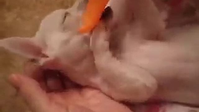 Играющий щенок чихуахуа. смотреть онлайн