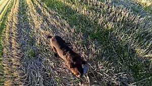 Охота на перепела на Юге России (Ростовская область). Сезон 2014г. Часть 2.