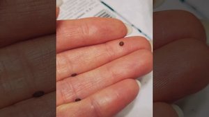 МИМОЗА СТЫДЛИВАЯ-выращиваю необычное комнатное растение из семян