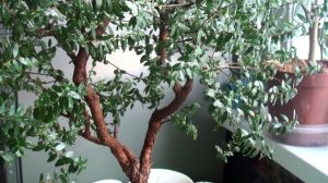 МИРТ КОМНАТНЫЙ. ЭКЗОТИКА НА ПОДОКОННИКЕ #Мирт