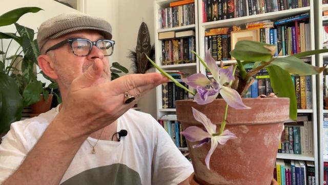 How to grow the fabulous orchid Zygonisia Cynosure 'Blue Birds'! (It's not blue!!) смотреть онлайн