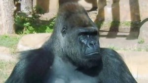 Московский зоопарк. Слон, горилла, орангутанг. Часть3