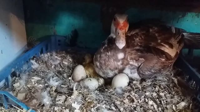 Инкубация индоутиных яиц завершена. Вывод у индоуток продолжается.