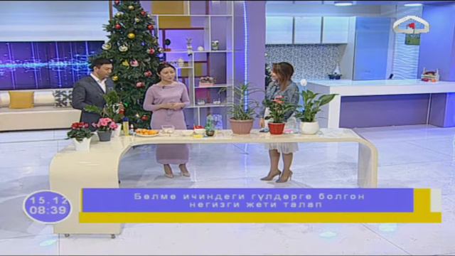 Бөлмө ичинеги гүлдөргө болгон негизги жети талап / Асел Орозбаева смотреть онлайн