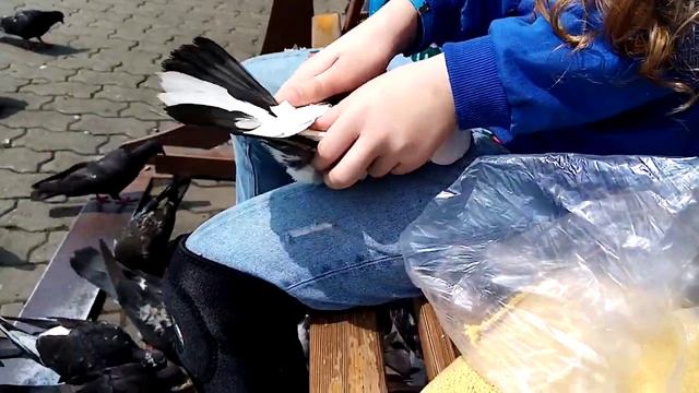 Ловлю голубей. смотреть онлайн