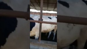 Продаем Племенных нетелей Голштинской породы с надоем матерей более 11500 литров за лактацию