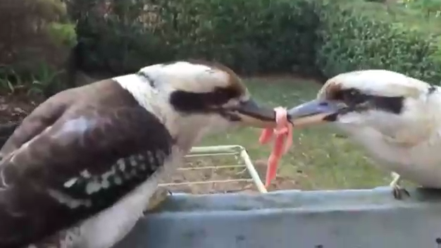 принципиальные птички