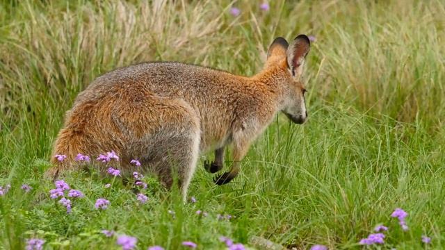 Red-necked Wallaby (Macropus rufogriseus banksianus) смотреть онлайн