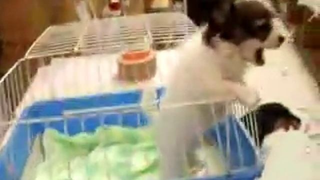 Оболденный щенок смотреть онлайн