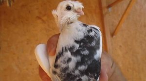 Узбекские голуби (сочи)! 2019 год .Uzbek pigeons (Sochi) 2019 . Часть 1.