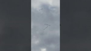 миграция гусей на Юг 8.10.2021