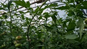 Овощи Растут. Пинк Хит, Пинк Парадайз и Пинк Айди сравнение в пленочных типлицах.