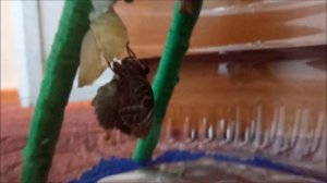 Как рождается бабочка МОРФО .How the MORPHO butterfly is born