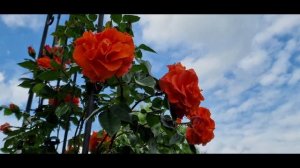 Удивительная сладкая новинка плетущаяся #Naranga #Наранга Раскрытие бутон,размер, аромат.Сезон 2022