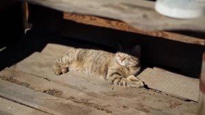 СЧАСТЛИВАЯ ЖИЗНЬ В ДЕРЕВНЕ _ ХОЗЯЙСТВО РАСШИРЯЕТСЯ _ ДЕЛАЕМ РЕМОНТ У БАБЫ ГАЛИ