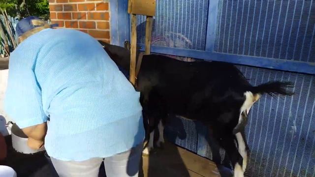 Мои козочки,,ламанчи" смотреть онлайн