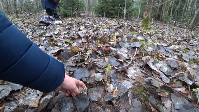 За грибами в ноябре. Рядовки серые собираем! Пермь. 5 ноября 2022. смотреть онлайн