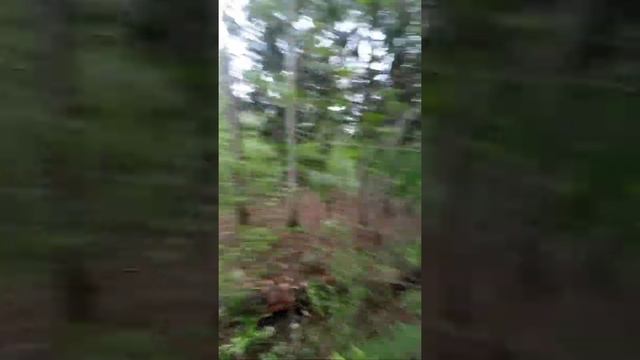 Эндуро Балтаси, прокладываем новые пути в незнакомых лесах
