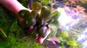 ОБЗОР ЛОБЕЛИЯ ПУРПУРНАЯ МИНИ. СОДЕРЖАНИЕ И УХОД